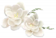 白茉莉.png