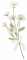 雏菊.png