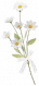 雏菊.png