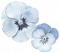 蝴蝶兰.png