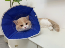 一剪春-猫咪.png