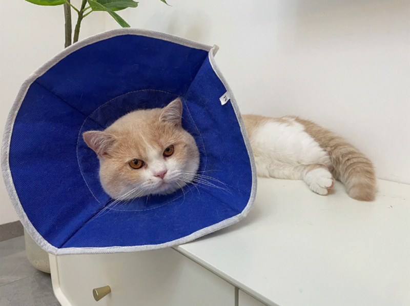 文件:一剪春-猫咪.png