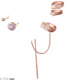 服饰-暮色紫霞.png