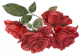 绮时·红玫瑰.png