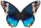 闪蝶·湖泊.png
