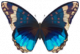 闪蝶·湖泊.png