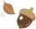 小帽橡果.png