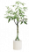 发财树.png