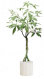 发财树.png