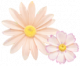 格桑花.png