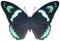 闪蝶·原野.png