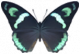闪蝶·原野.png