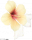 服饰-灼华.png