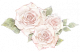 挚年·玫瑰.png