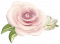 缎光花朵.png