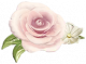 缎光花朵.png