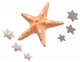 海底星.png