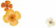 花菱草.png