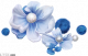 秀丽珠花.png