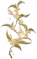 三秋桂.png