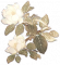 广玉兰.png