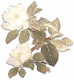 广玉兰.png