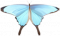 燕尾蝶·冰蓝.png
