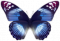 闪蝶·琉璃.png