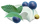 新鲜蓝莓.png