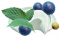 新鲜蓝莓.png