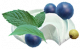 新鲜蓝莓.png