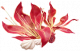翻糖花朵.png