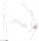 服饰-牵瓣绕情.png