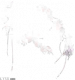 服饰-牵瓣绕情.png
