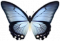 闪蝶·晴空.png
