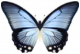 闪蝶·晴空.png