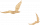 归燕.png