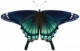 燕尾蝶·翡绿.png