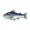 鲑鱼图标.png