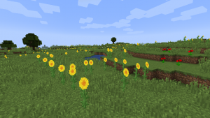 Sunflower Plains.png