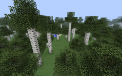 Tall Birch Forest.png