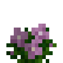 潘马斯花园-品红色花.png