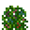 潘马斯农场（Pam's HarvestCraft）-浆果果园.png