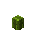 自然（Natura）-小树形仙人掌.png