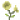 九级草药古色花