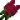 苋菜