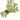 大麦