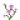 二级草药芷芳花