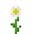 原版-滨菊.png