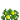 沼泽金盏花